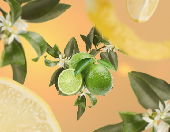Recharge parfum Maison Berger - Lampe à parfum - Fleur de citron - 500 ml